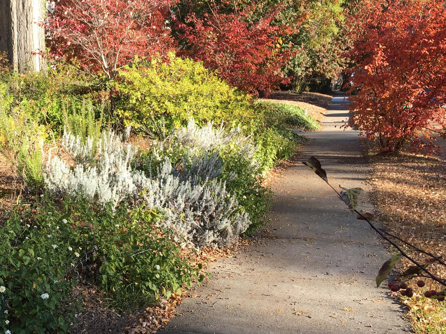 garden lining a sidewalk in the late afternoon